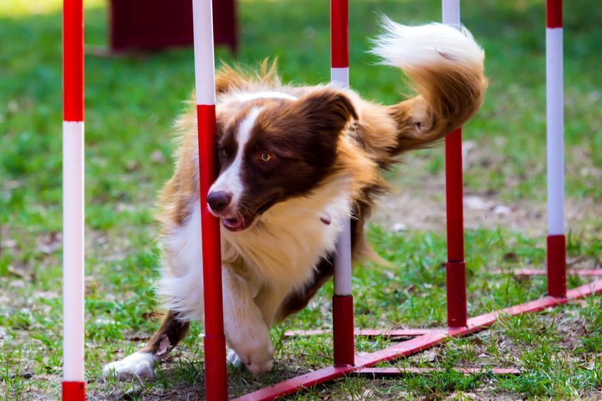 L'agility : sport et complicité !