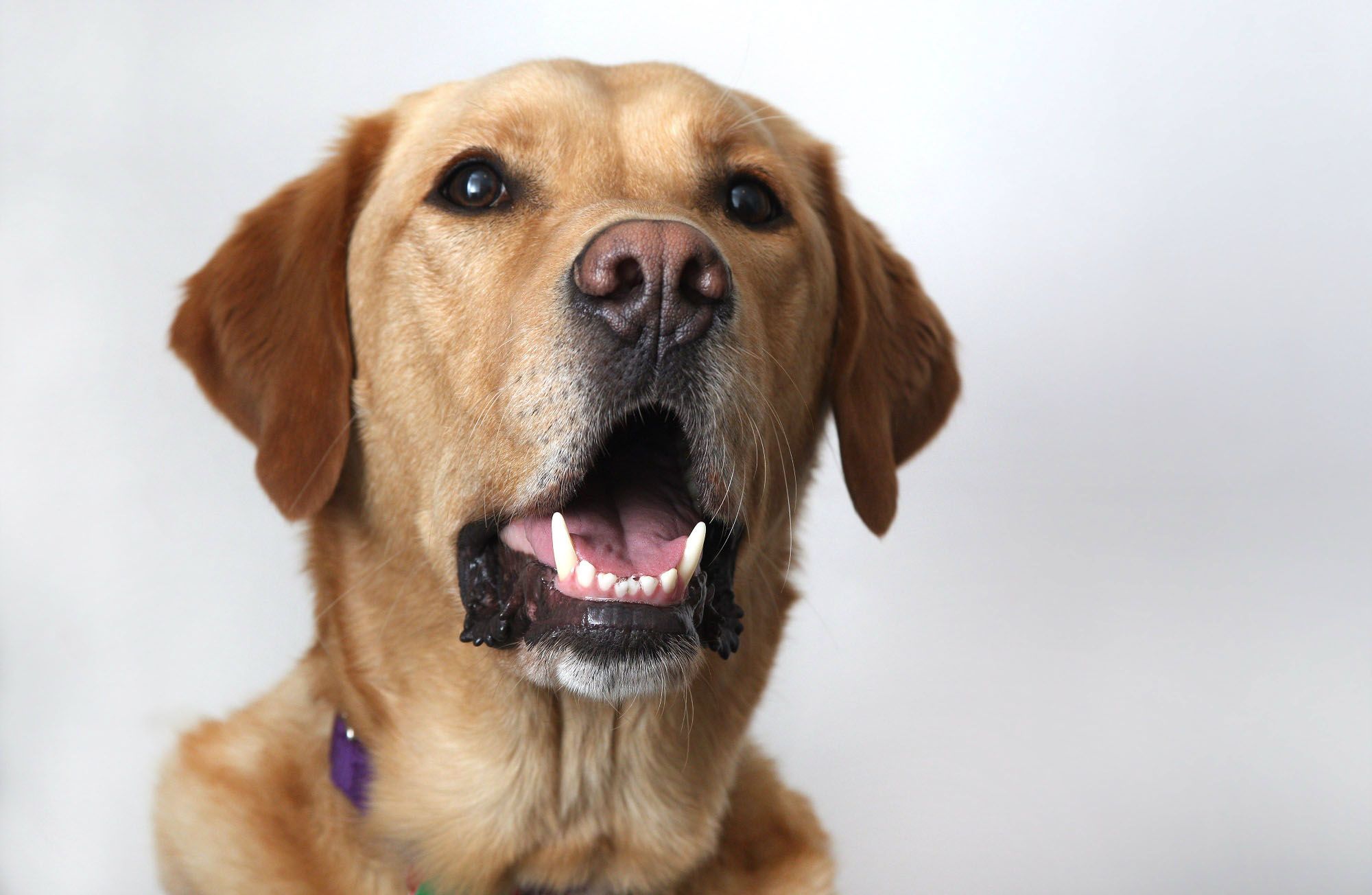Nettoyer les dents de mon chien et de mon chat