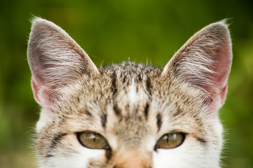 Nettoyer les oreilles de mon animal ?