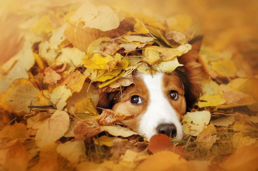 Les risques de l'automne