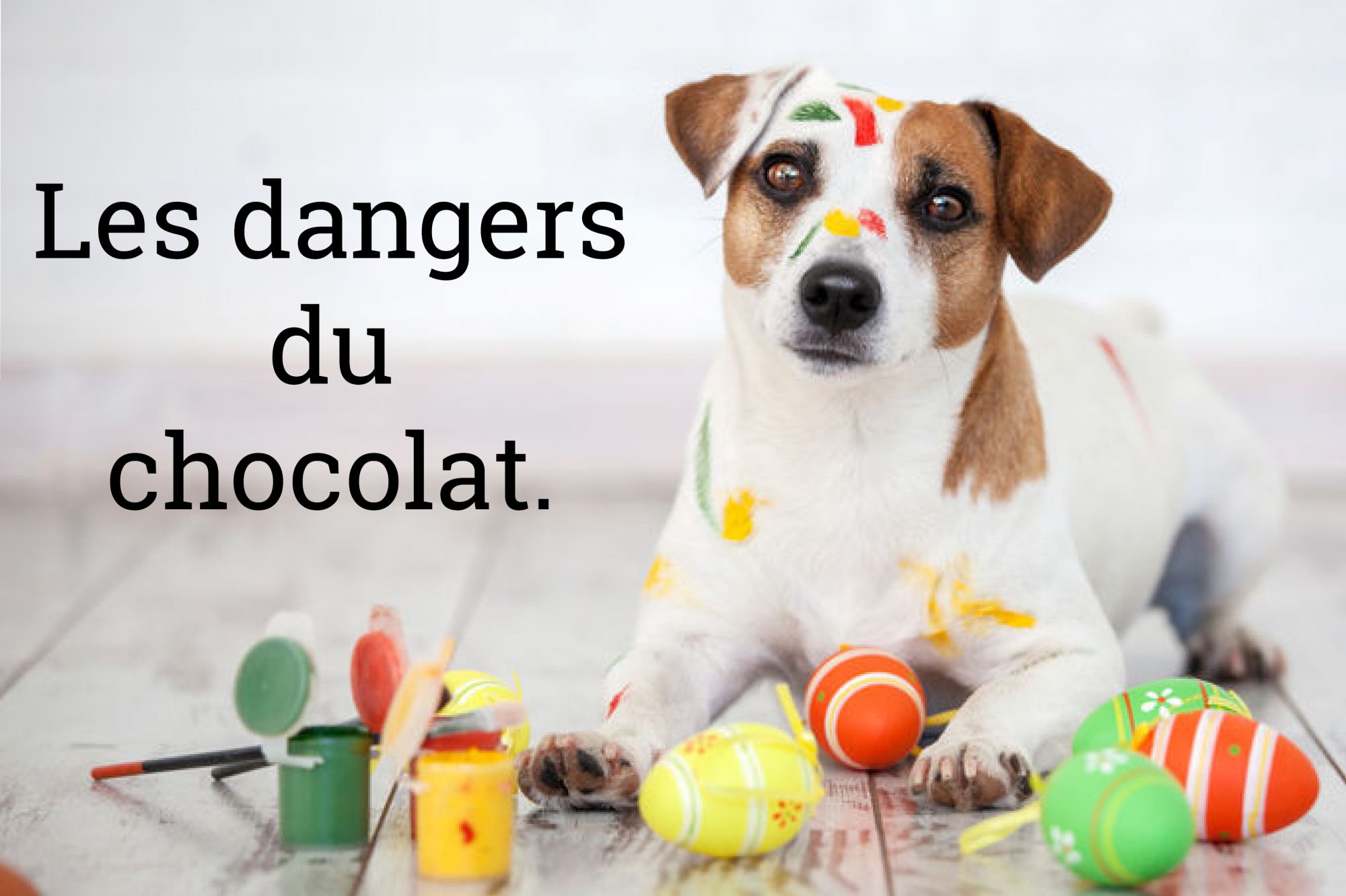 Les dangers du chocolat