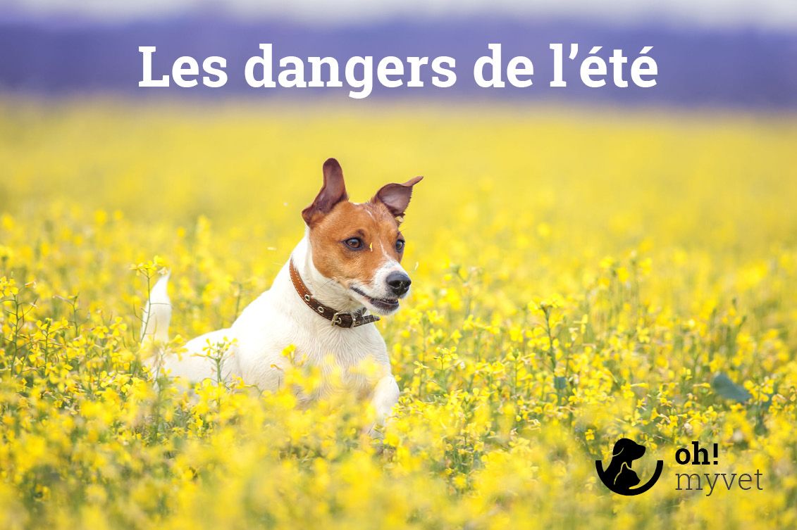 Les dangers de l'été