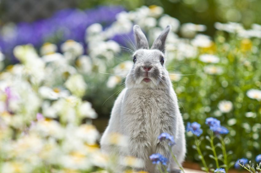 Le rythme de vie du lapin