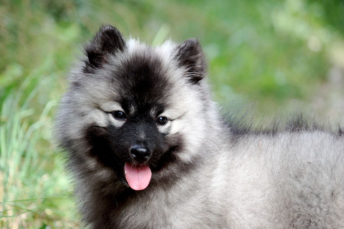 Le Spitz Loup 