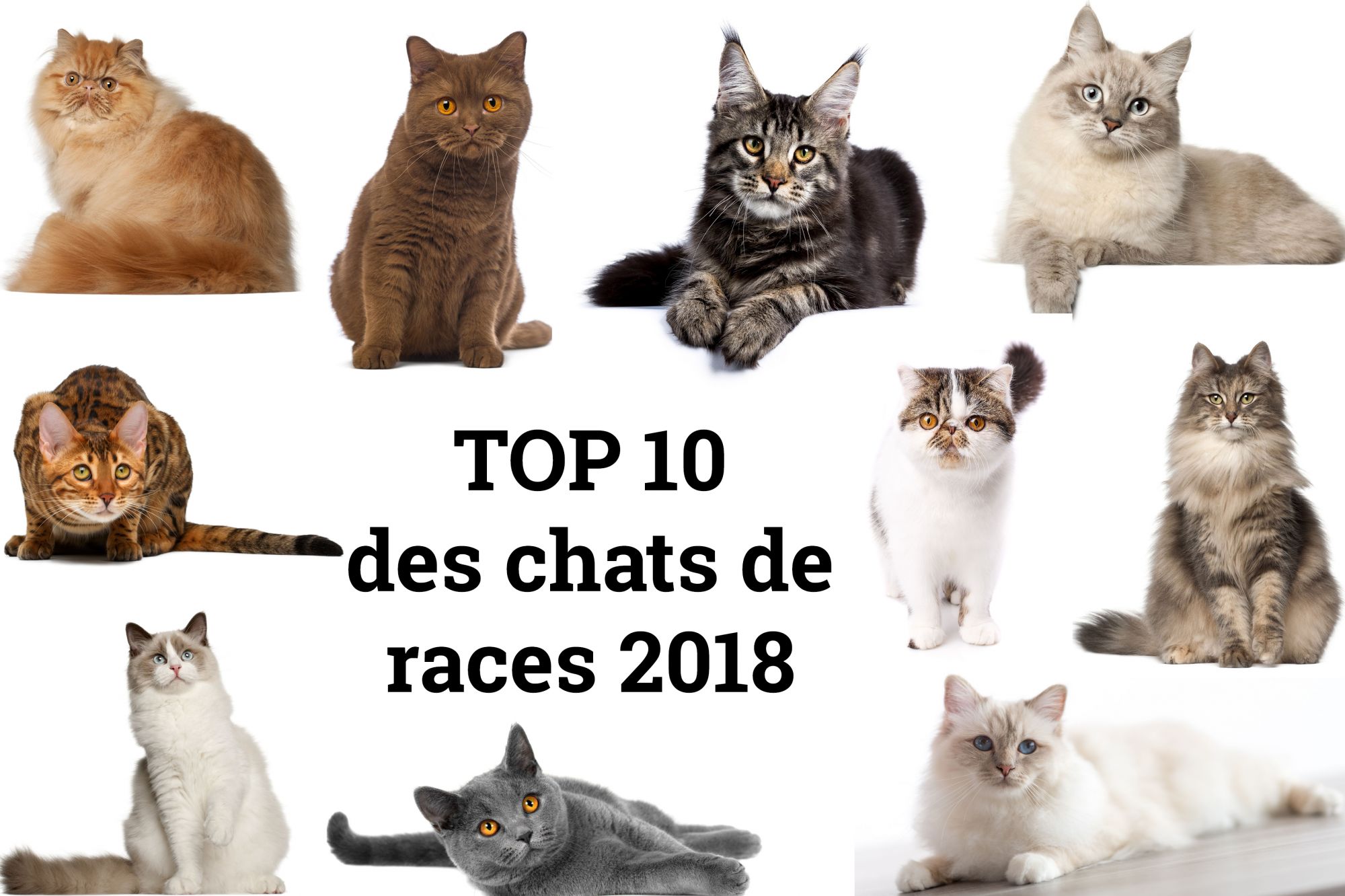 Top 10 du LOOF en 2018