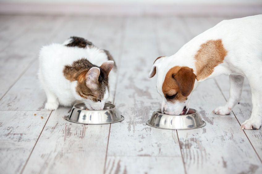 Transition alimentaire